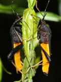 Leaf-footed Bugs, Nematopus sp. (Coreidae)