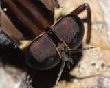 Pantophthalmus chuni (Pantophthalmidae)