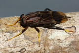 Pantophthalmus nr. planiventris (Pantophthalmidae)