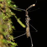 Thread-legged Bug (Reduviidae: Emesinae)