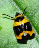 Froghopper, Tropidorhinella onorei (Cercopidae)