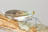 Reticulated Planthopper, Pterodictya reticularis (Fulgoridae)
