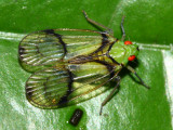 Tropiduchid Planthopper (Tropiduchidae)