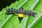 Leafhopper (Coelidiinae)