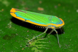 Leafhopper, Coronigoniella sp.