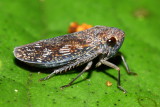 Leafhopper, Oragua yuracensis