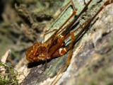 Harvestman, Phareicranaus hermosa (Cranaidae)