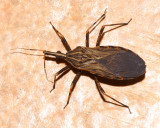 Kissing Bug, Rhodnius pictipes (Reduviidae: Triatominae)