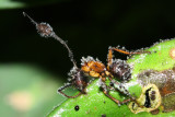 Ophiocordyceps unilateralis complex (Ophiocordycipitaceae)