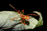 Leaf-footed Bug nymph (Coreidae)