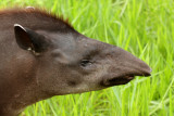 Brazilian Tapir (Tapirus terrestris)