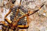 Mother Bug, Dinocoris sp. (Pentatomoidae: Discocephalinae)