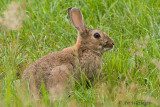 Oryctolagus cuniculus / Konijn / Rabbit