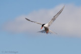 Sterna Hirundo / Visdief / Common Tern
