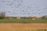 Branta Bernicla / Rotgans / Brent Goose