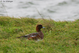 Mareca Penelope / Smient / Eurasian Wigeon