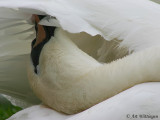 Cygnus Olor / Knobbelzwaan / Mute Swan