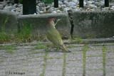 Picus Virdis / Groene Specht / Green Woodpecker