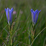 Gentiana pneumonanthe / Klokjesgentiaan / Marsh Gentian