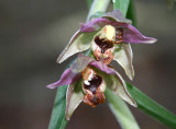 Breedbladige wespenorchis