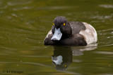 Aythya fuligula / Kuifeend / Tufted duck