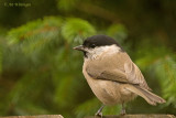 Parus Palustris / Glanskop / Marsh Tit