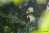 Sylvia atricapilla / Zwartkop / Blackcap