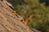 Athene noctua / Steenuil / Little owl