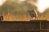 Athene noctua / Steenuil / Little owl