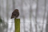 Athene noctua / Steenuil / Little owl