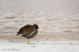 Gallinula chloropus / Waterhoen / Moorhen