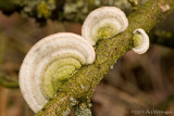 Trametes versicolor/ Gewoon elfenbankje / Turkey tail