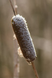 Typha latifolia / Lisdodde (Rietsigaar) / Common Bulrush 