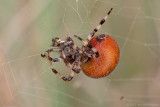 Araneus quadratus / Viervlekwielwebspin / Four-spot-orb-weaver