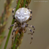 Araneus quadratus / Viervlekwielwebspin / Four-spot-orb-weaver