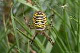 Argiope bruennichi / Tijgerspin- Wespspin