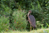 Ciconia nigra /Zwarte Ooievaar / Black Stork