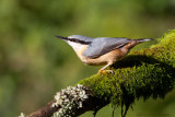 Boomklever / Nuthatch