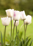 tulip - shirley
