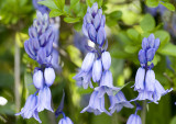 bluebells