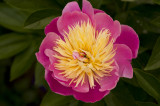 paeonia