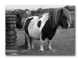 moorland pony yorkshire