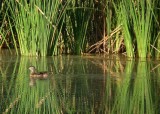 Female Wood Duck (Aix sponsa)