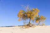 Fall foliage on cottonwood trees in White Sands NP