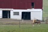 18-Horse culture
