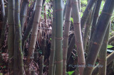 Hawaii5hcs0023.jpg