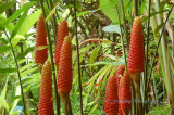 Hawaii5hcs0024.jpg