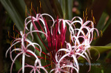 Hawaii5hcs0027.jpg