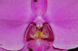 Hawaii5hcs0033.jpg