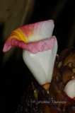 Hawaii5vcs0011.jpg
